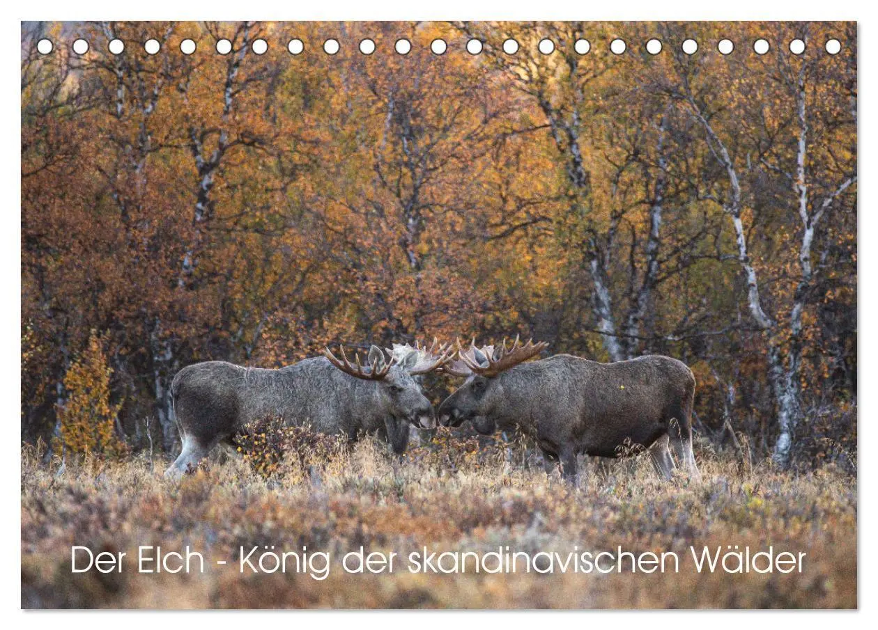 David Oberholzer | Der Elch - KöNig Der Skandinavischen WäLder (Tischkalender...-image